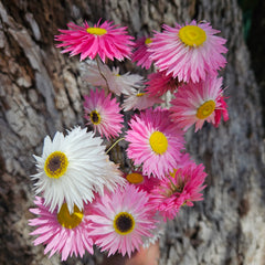 Everlasting Daisies - Paper Daisies- Pink & White Mix