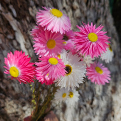 Everlasting Daisies - Paper Daisies- Pink & White Mix