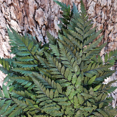 Fern - Leather Fern - Deep Forest Green