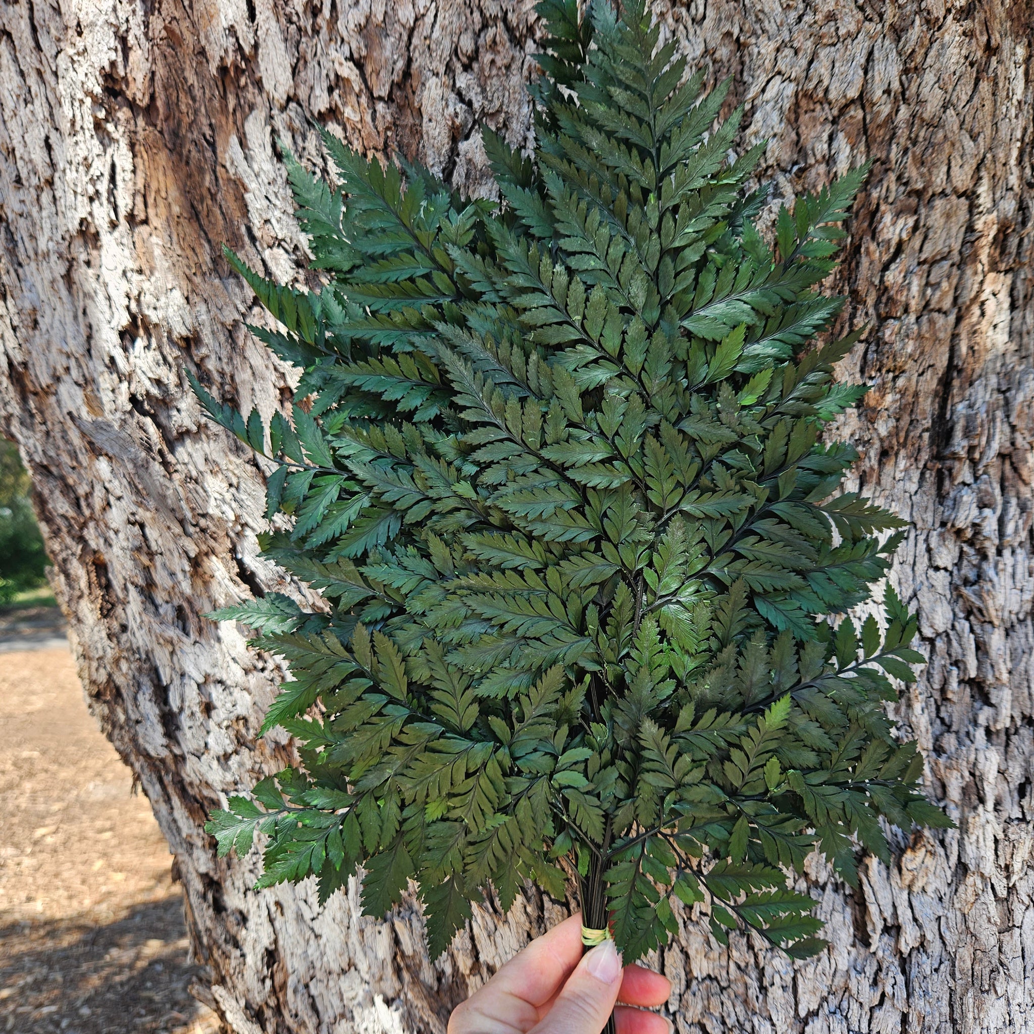 Fern - Leather Fern - Deep Forest Green