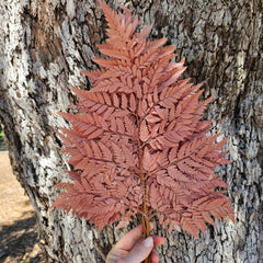 Fern - Leather Fern - Warm Cinnamon Brown