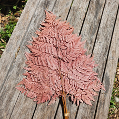 Fern - Leather Fern - Warm Cinnamon Brown