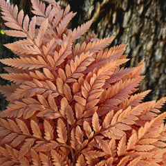 Fern - Leather Fern - Warm Cinnamon Brown