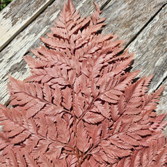 Fern - Leather Fern - Warm Cinnamon Brown