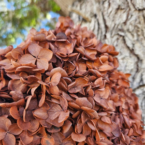 Hydrangea -  Chestnut Brown