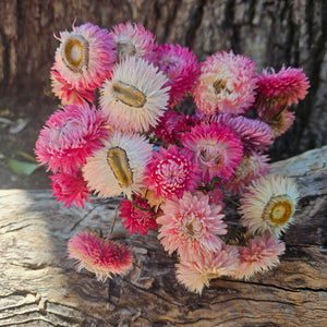 Everlastings/Straw Flowers - Pretty Pinks