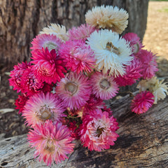 Everlastings/Straw Flowers - Pretty Pinks