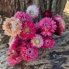 Everlastings/Straw Flowers - Pretty Pinks