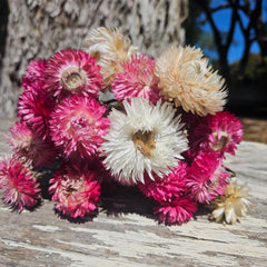 Everlastings/Straw Flowers - Pretty Pinks