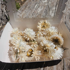 Everlastings/Straw Flowers - Ivory Whites (Boxed 30 Heads )