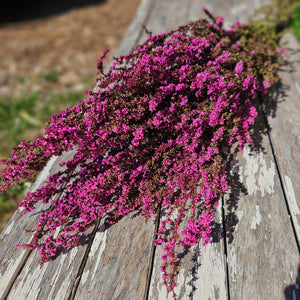 Tea Tree - Pretty Pink Tones