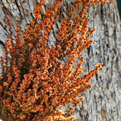 Tea Tree - Autumn Orange Tones