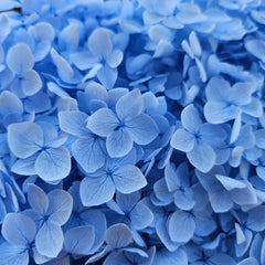 Hydrangea -  Baby Blue