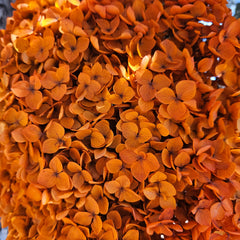 Hydrangea -  Tiger Orange