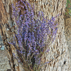 Tea Tree - Lilac Purple Tones