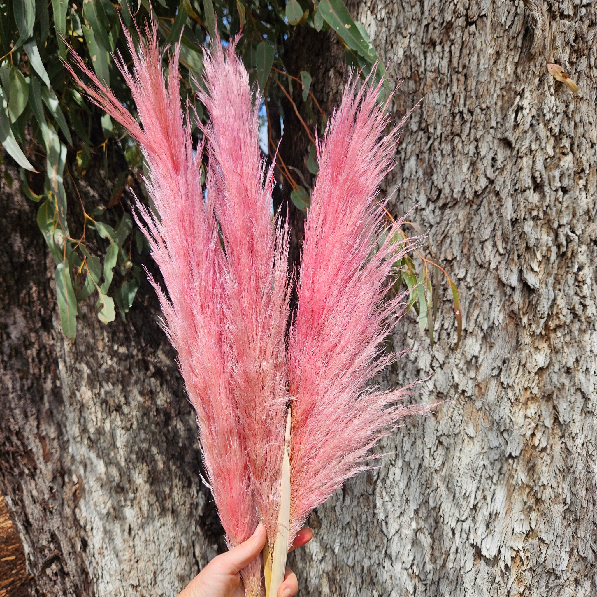 Pampas Coloured - (3 stems) Soft Pink