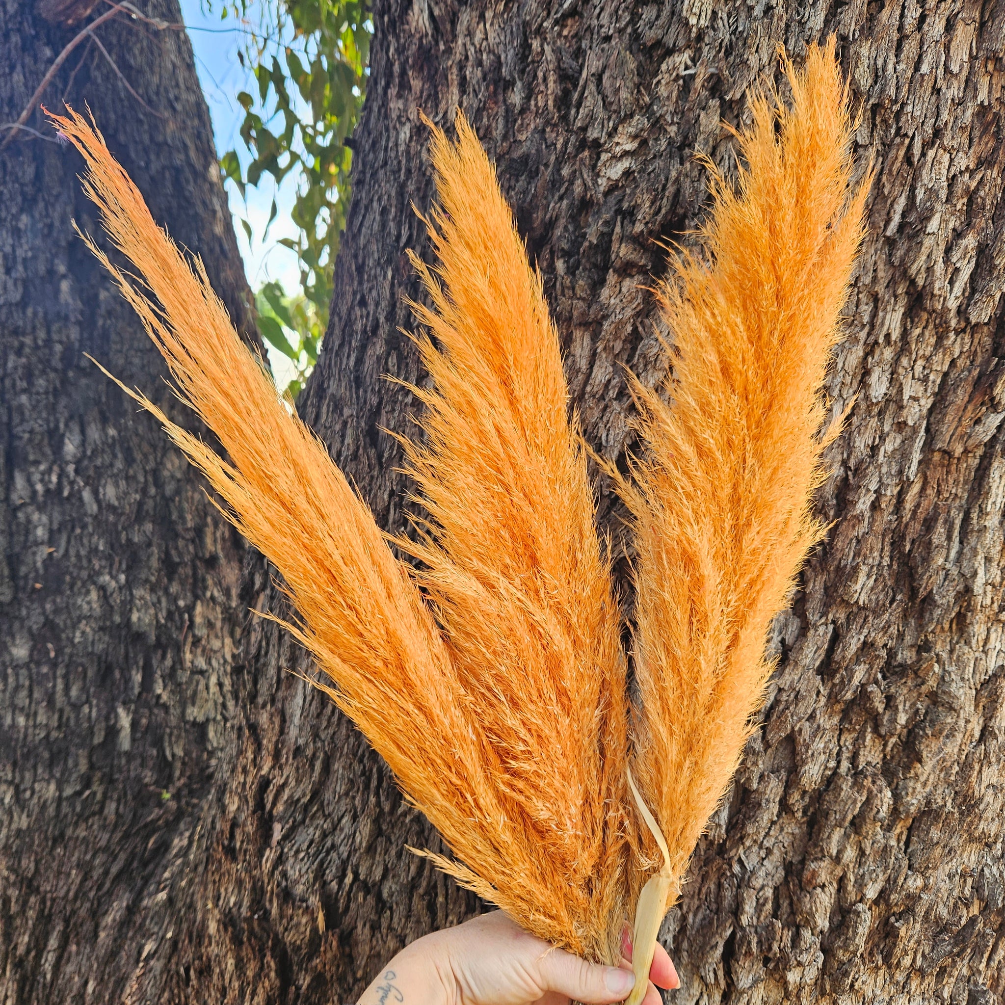 Pampas Coloured - (3 stems) Soft Orange