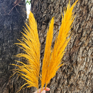 Pampas Coloured - (Single stem) Mustard Yellow