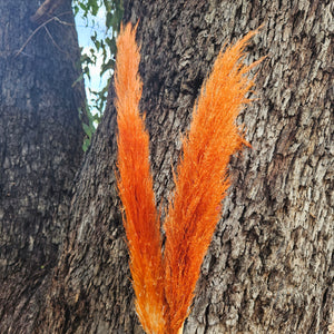 Pampas Coloured - (Single Stem) Burnt Orange