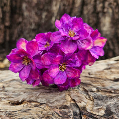 Handmade Flowers - Anemone - Violet Pink/Purple Ombre