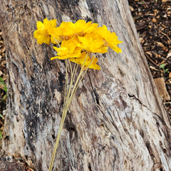 Handmade Flowers - Anemone - Daisy Yellow