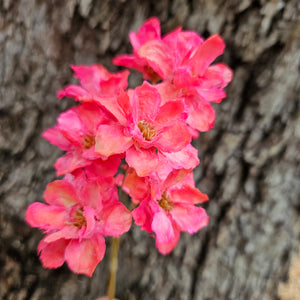 Handmade Flowers - Anemone - Bright Pink