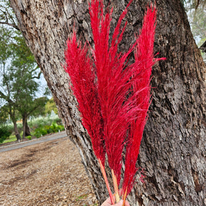 Pampas Coloured - (3 stems) Raspberry Red