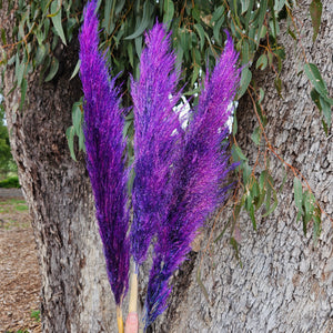 Pampas Coloured - (3 stems) Purple Galaxy