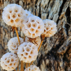 Scabiosia - Bleached/ White Ivory