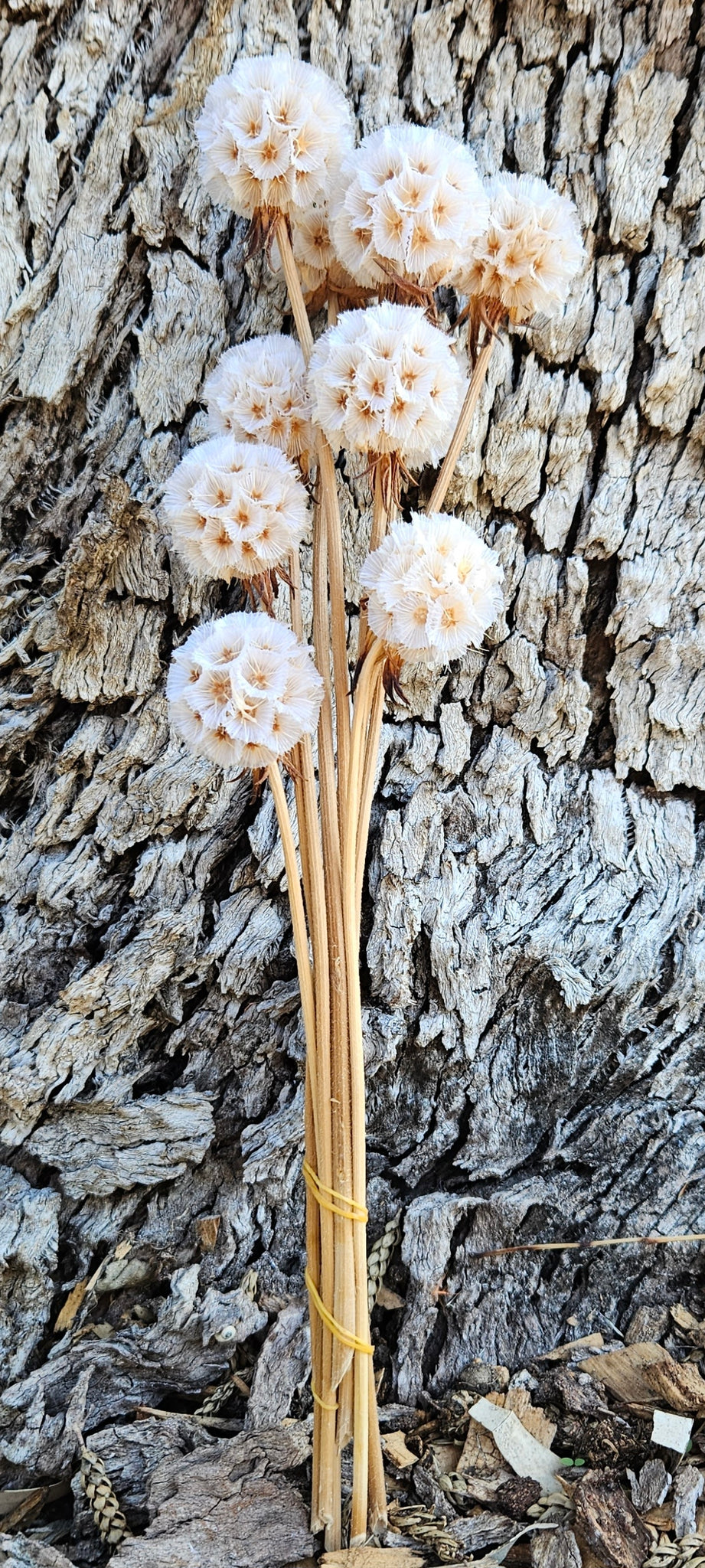 Scabiosia - Bleached/ White Ivory