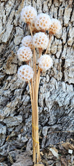 Scabiosia - Bleached/ White Ivory