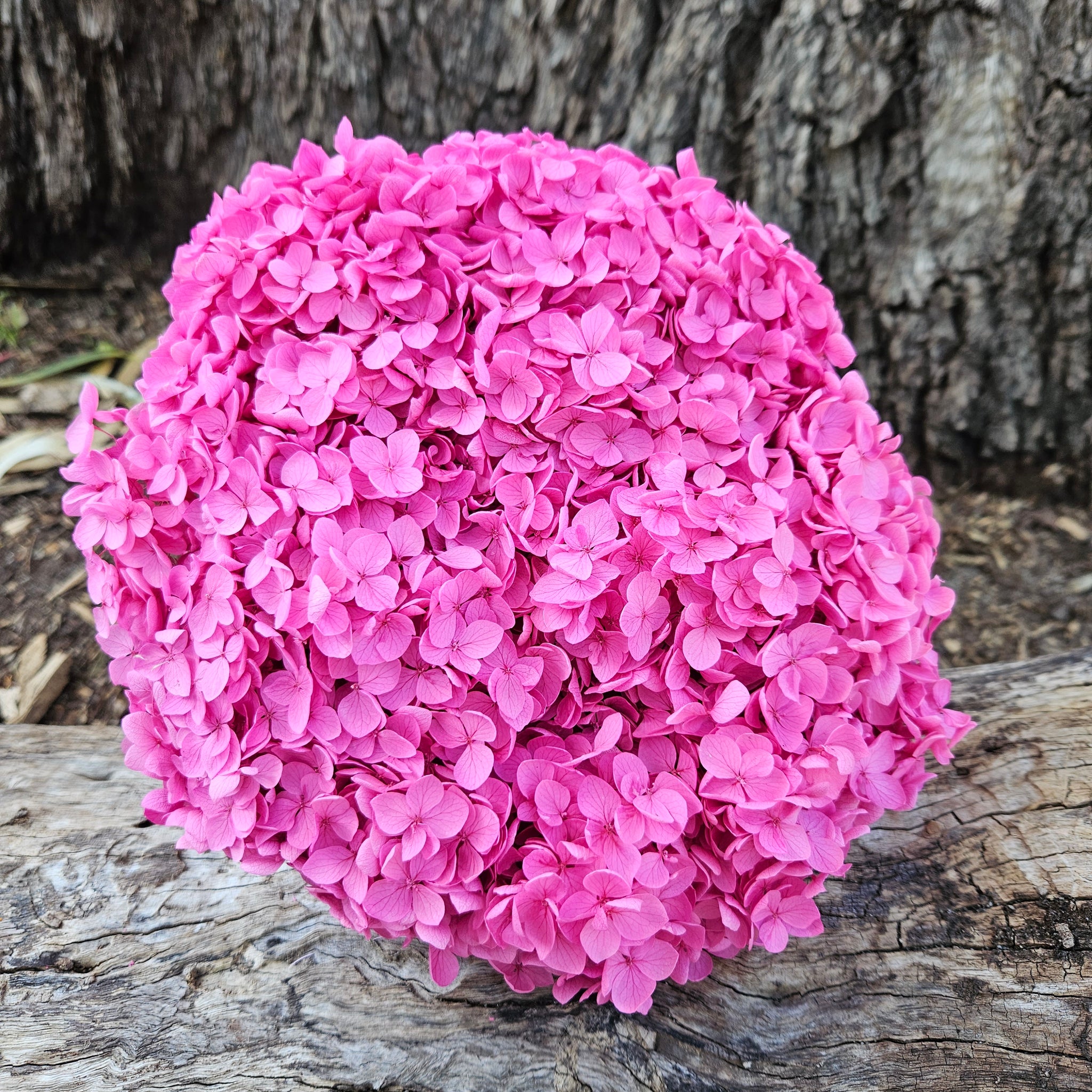 Hydrangea - Barbie Pink