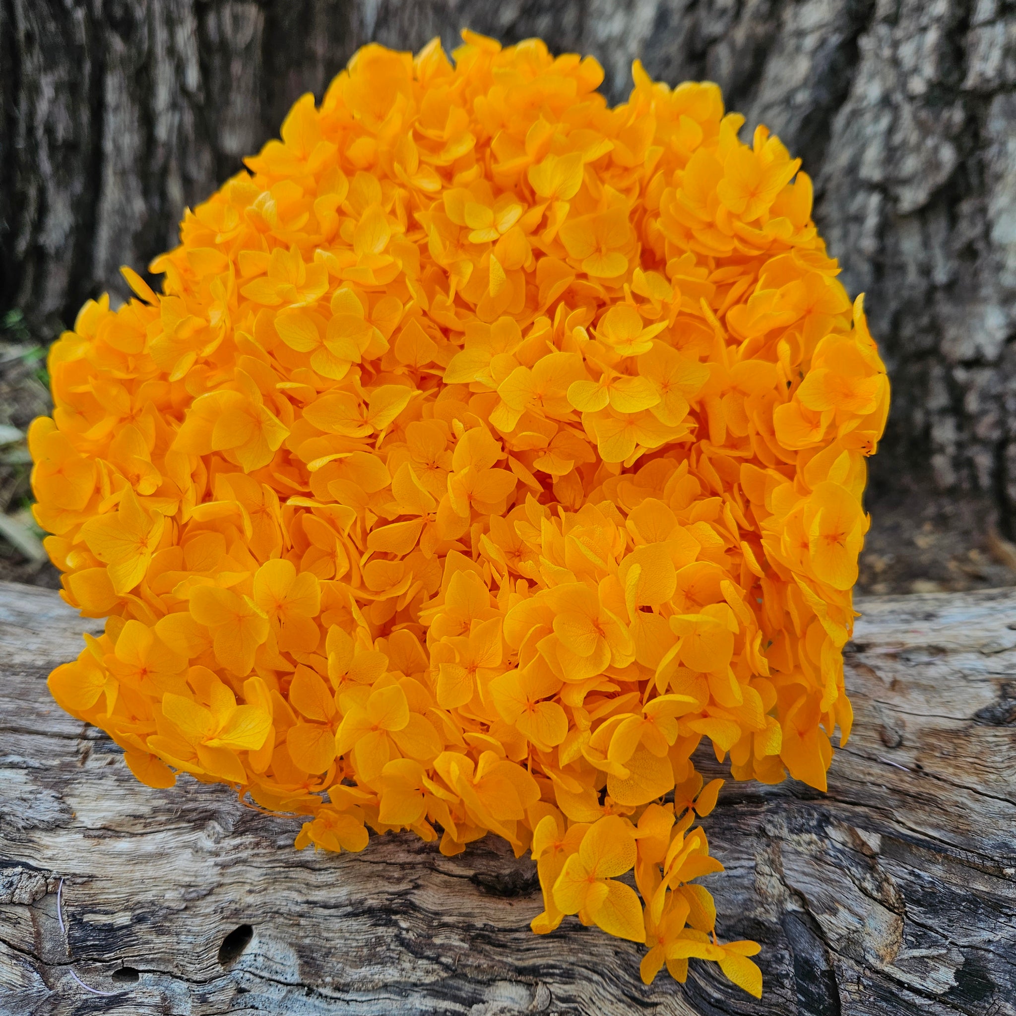 Hydrangea - Marigold Orange