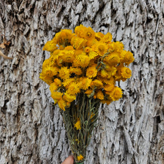 Everlasting Daisies - Golden Waitzia