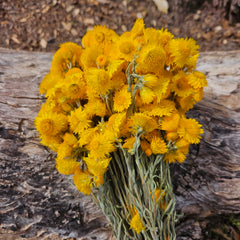 Everlasting Daisies - Golden Waitzia