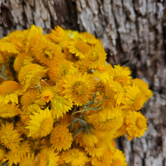 Everlasting Daisies - Golden Waitzia