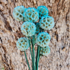 Scabiosia - Turquoise Greeny/Blue ombre