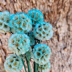 Scabiosia - Turquoise Greeny/Blue ombre