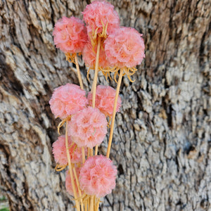 Scabiosia - Soft Pink