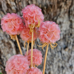 Scabiosia - Soft Pink