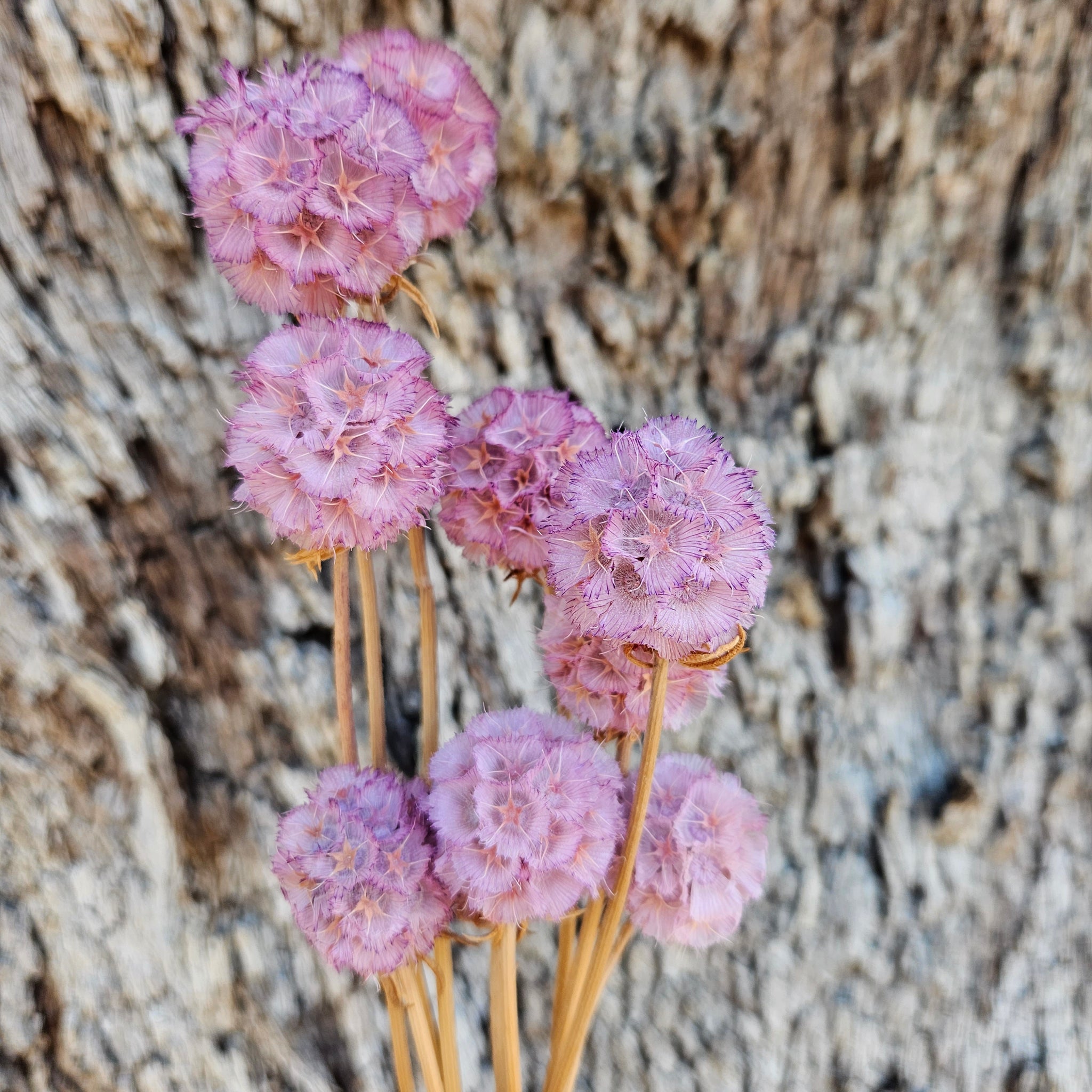 Scabiosia - Soft Lilac Purple