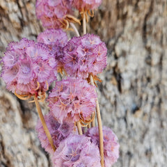 Scabiosia - Soft Lilac Purple