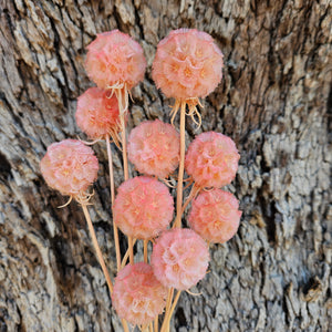 Scabiosia - Soft Peach