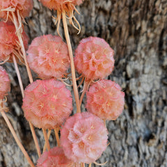 Scabiosia - Soft Peach