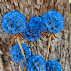 Scabiosia - Blue Sky Ombre