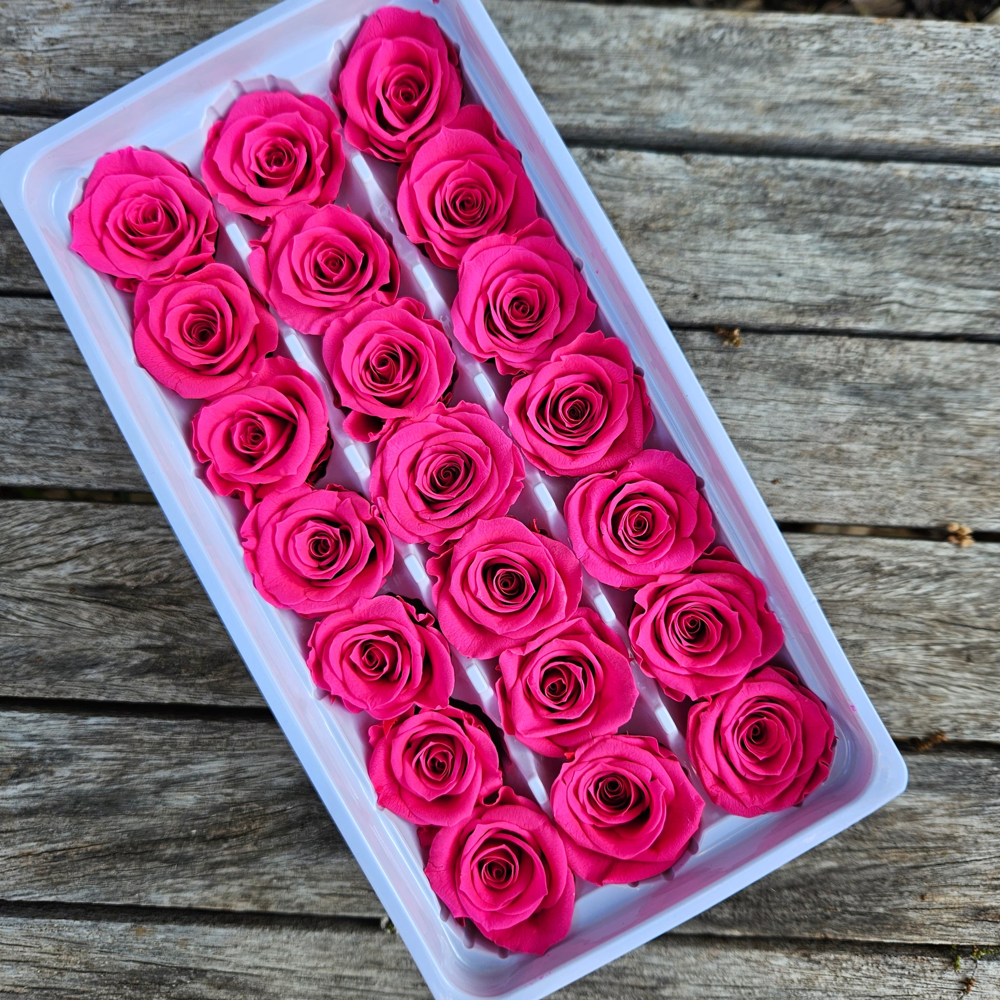 Roses Preserved Mini 21 - Fuschia Pink