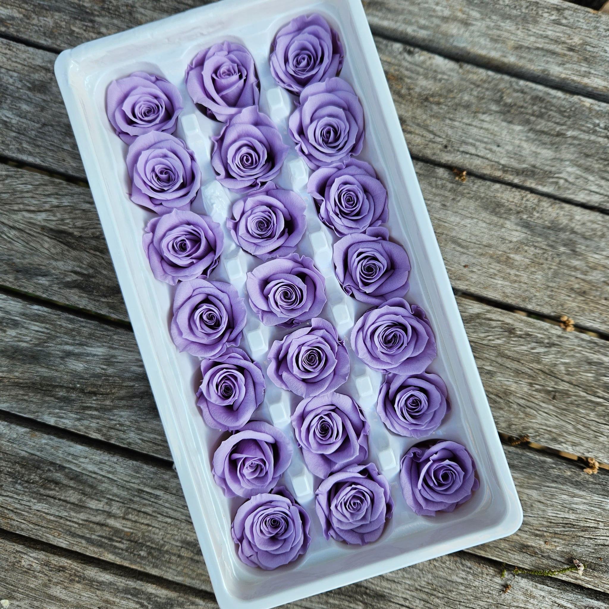 Roses Preserved Mini 21 - Lilac Purple