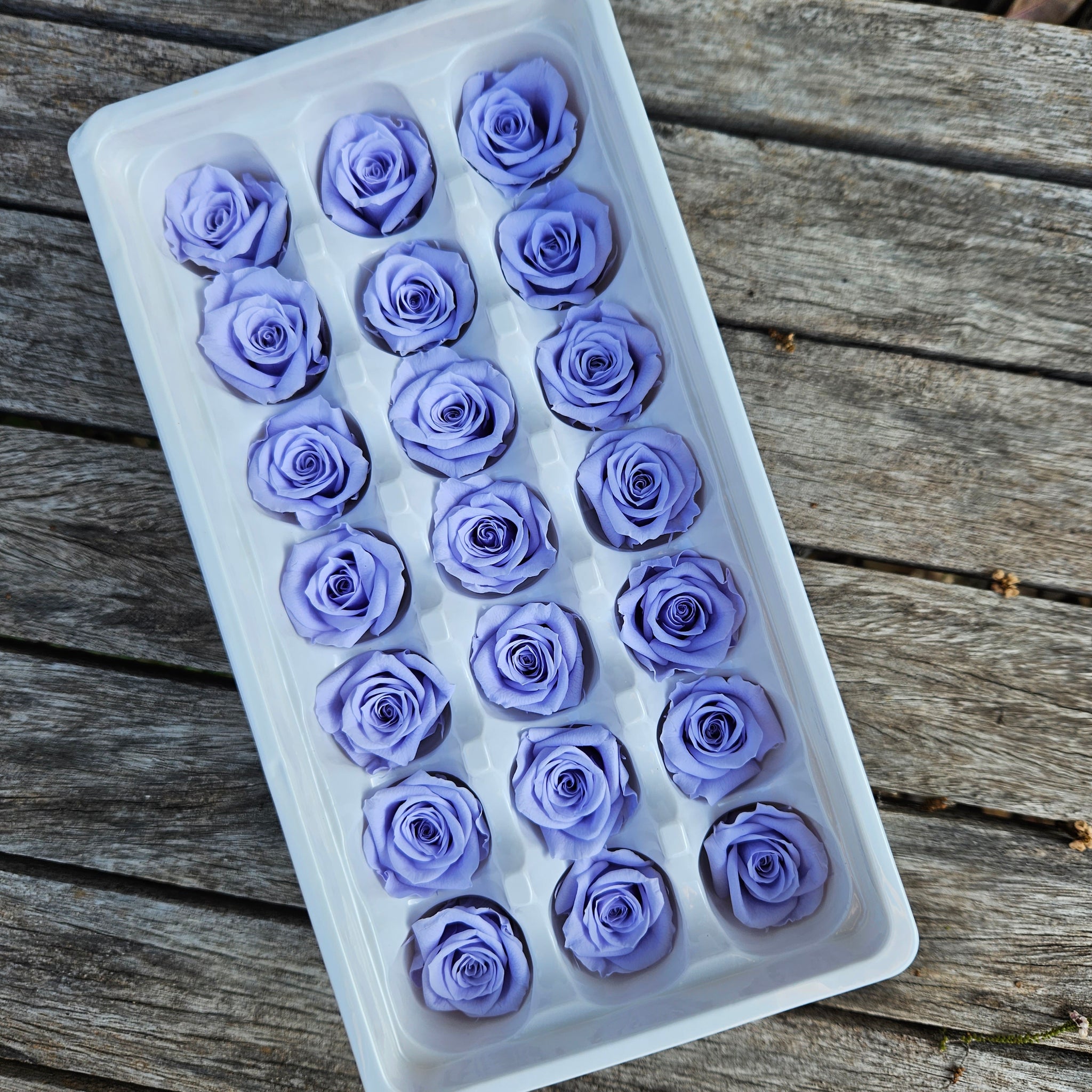 Roses Preserved Mini 21 - Wisteria Purple