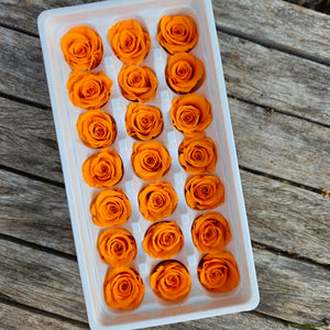 Roses Preserved Mini 21 - Marigold Orange