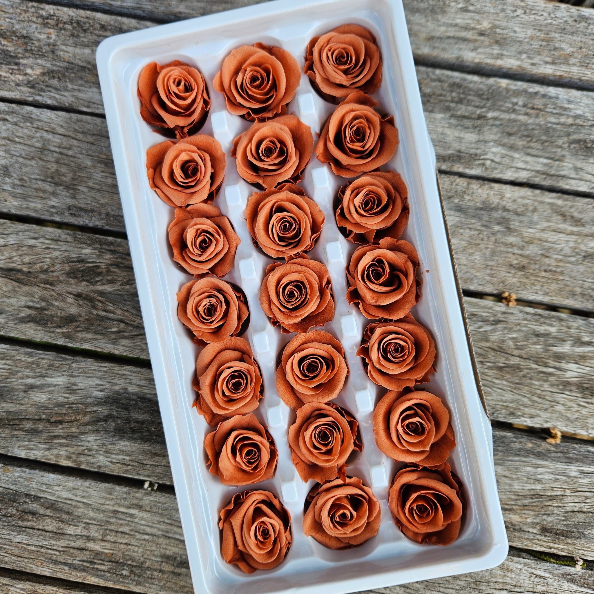 Roses Preserved Mini 21 - Cinnamon Brown